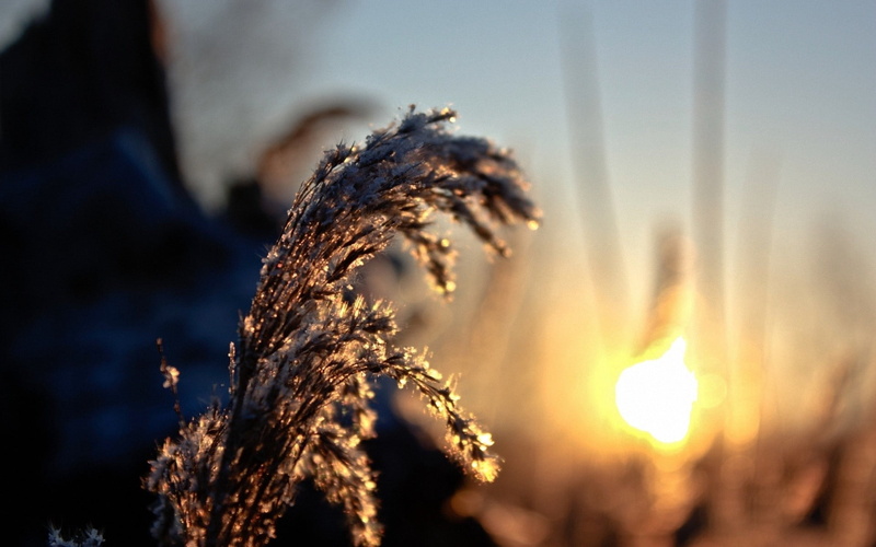 food, sunset, snow, crop, selective focus, outdoors, summer, rural Scene, dry, backgrounds, beauty In Nature, non-Urban Scene, agriculture, growth, sunlight