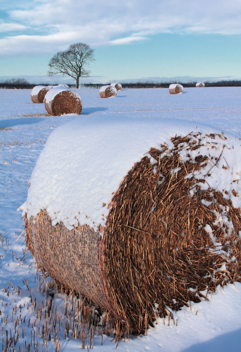 crop, 4K, farming, cloud - sky, winter, cold temperature, no people, farm, frozen, bale, sea, beauty in nature, Agriculture, land, countryside, tranquility