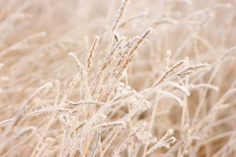 Cold, extreme close-up, land, winter, season, selective focus, Nature, field, close-up, growth, plant, frost, pattern, wheat, Winter, dry, cereals, food