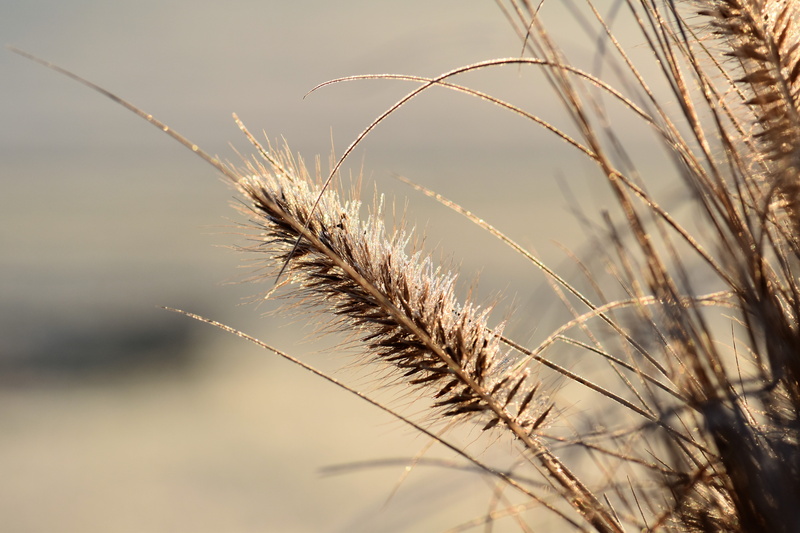 ear, growth, close, brown, agriculture, sunlight, grass, day, back light, outdoors, timothy grass, skies, crop, blossom, brightly lit, winter, dried plants