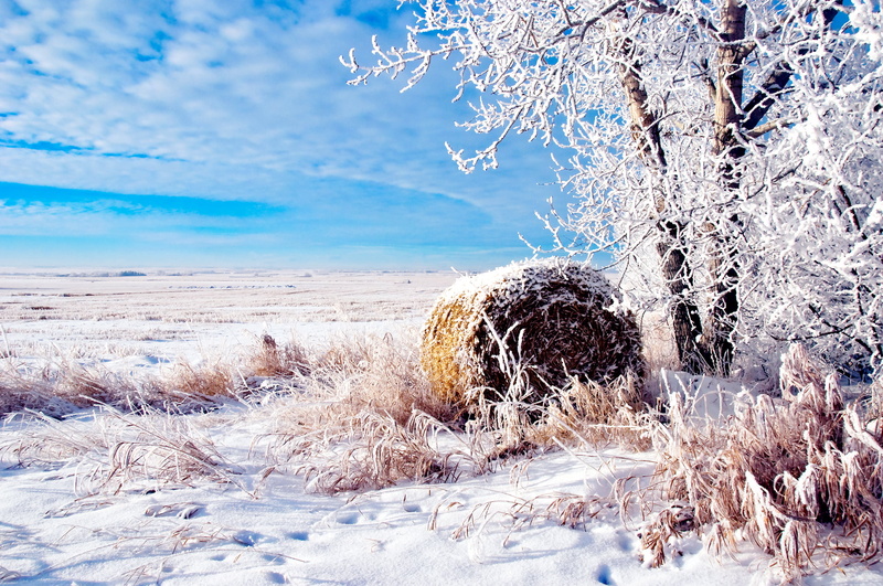 beauty In Nature, landscape, sunlight, cold temperature, winter, outdoors, scenics, cloud - Sky, frost, tranquil scene, tranquility, field, scenics - nature
