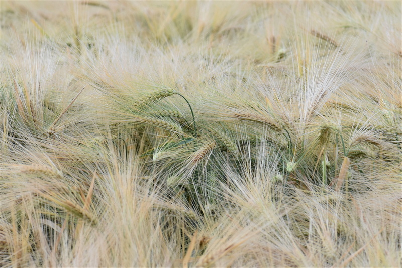 day, beauty in nature, tranquility, 4K, halme, close-up, close, wheat, timothy grass, full frame, plant, wheat field, arable, outdoors, nature, grain