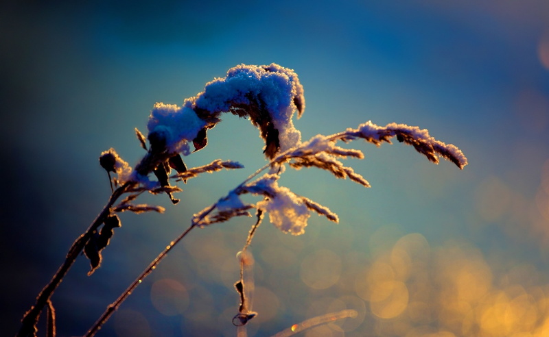 growth, Snowy, Aero, day, frozen, fragility, brown, outdoors, flower, plant, tranquility, Reeds, wheat, blue, sky, Macro, close-up, ice, silhouette, beauty in nature