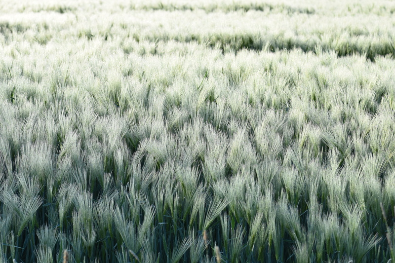cultivated land, vision, day, beauty in nature, landscape, wheat field, cereal Plant, green color, nature, winter wheat, wheat, grass, cereals, wide, land
