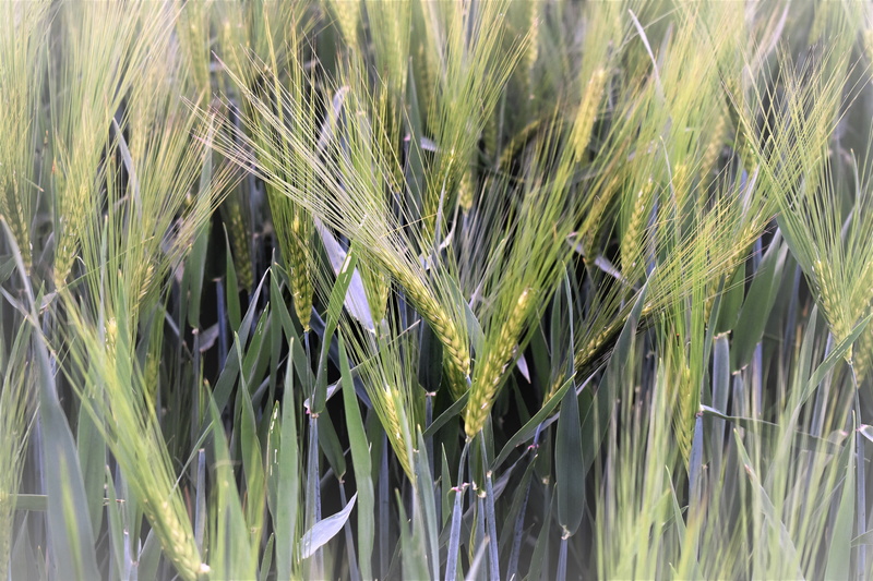 spike, no people, grass, crop, arable, beauty in nature, landscape, Cereals, Field, halme, plant, grain, ear of wheat, field, cereal plant, close-up, 5K