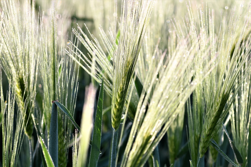 rye - grain, no people, cereal plant, beauty in nature, outdoors, nature, green, Field, focus on foreground, landscape, agriculture, arable, land, wheat