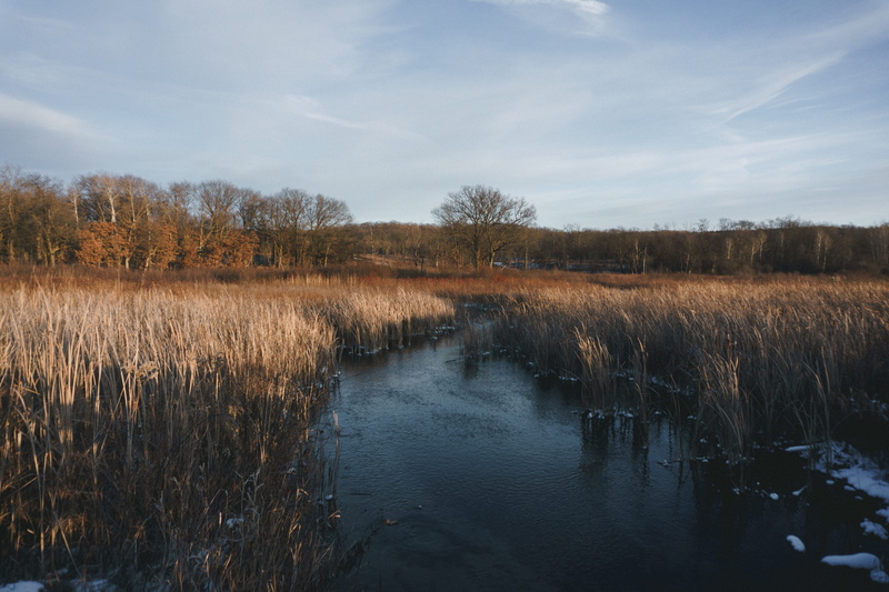 non-urban scene, grass, no people, nature, lake, plant, day, environment, growth, cold, landscape, tranquil scene, sky, cloud - sky, wheat, water, swamp