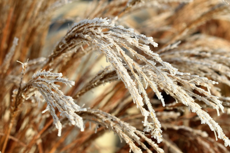tranquility, 5K, dry, agriculture, green, close-up, crystals, leaf, hoarfrost, close, beauty in nature, day, focus on foreground, eiskristalle, selective focus