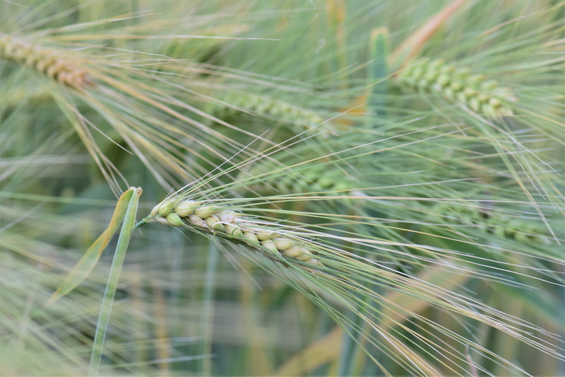 beauty in nature, invertebrate, 5K, wheat, close-up, wheat field, arable, summer, animal wildlife, one animal, day, halme, spider web, outdoors, animal