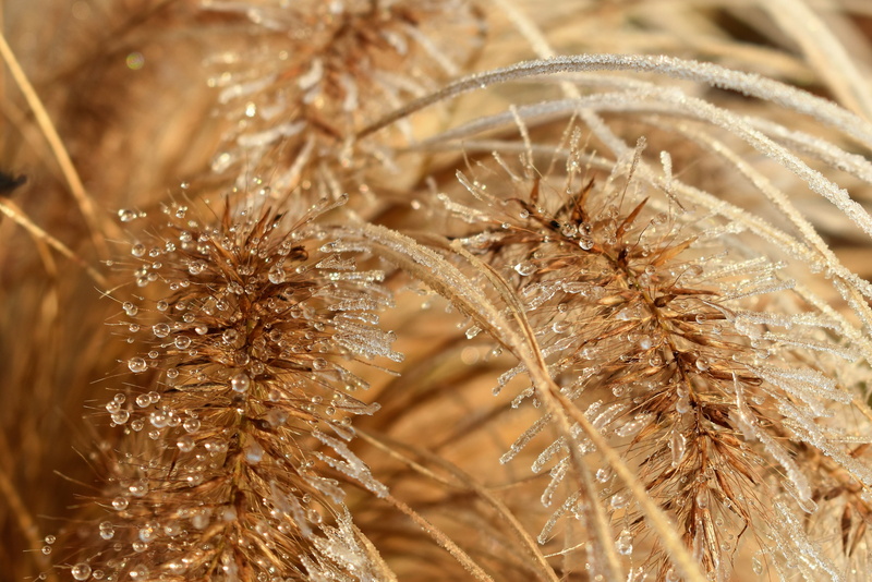 backgrounds, outdoors, frosty, fragility, crop, frost, full frame, close-up, selective focus, 4K, leaves, no people, eiskristalle, growth, nature, vulnerability