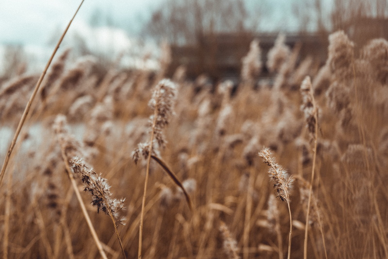 day, reading, outdoors, field, golden, bokeh, cereal plant, nature, selective focus, close-up, wheat, water, farm, landscape, green park business park