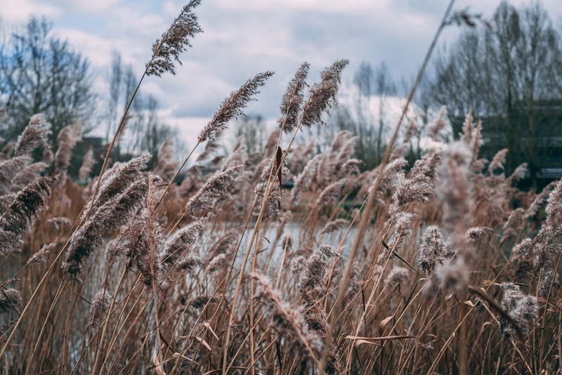 clouds, outdoors, tranquil scene, growth, land, flora, grass, landscape, golden, plant, wheat, beauty in nature, no people, agriculture, environment, cloud - sky