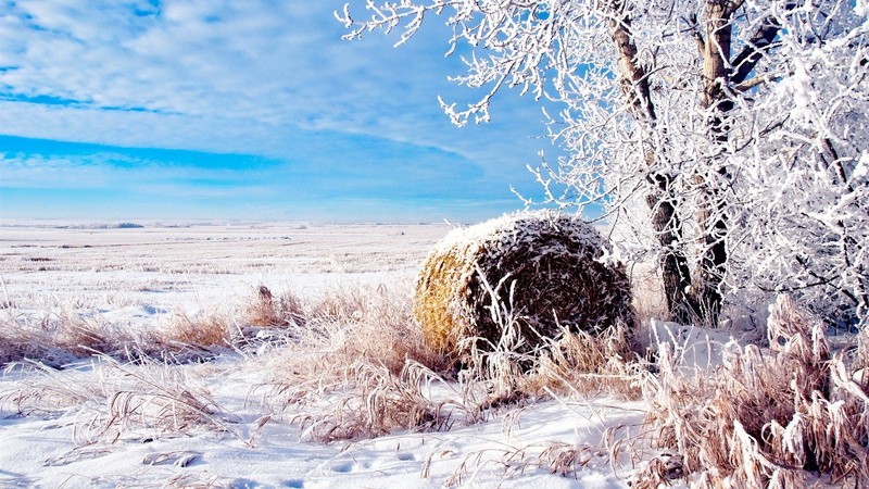 fields, scenery, winter, snow, 1080P, natural, nature, wheat, landscapes