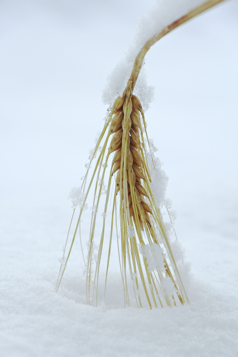 nature, non-urban scene, day, grain, cereals, no people, snow, harvest, winter, rye, outdoors, plant, 5K, land, white color, beauty in nature, sky, focus on foreground