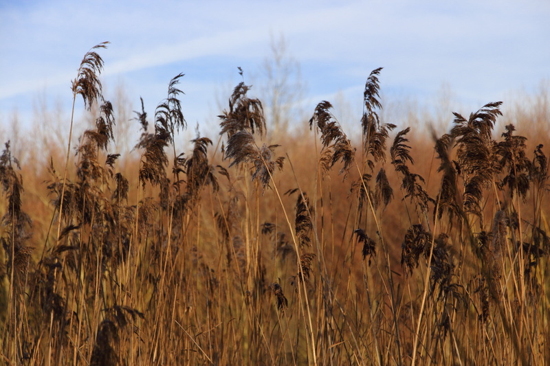 crop, sky, tranquility, oat - crop, bank, focus on foreground, yellow, summer, winter, nature, ripe, food, wheat, lakeside, pond, lake, reed, outdoors