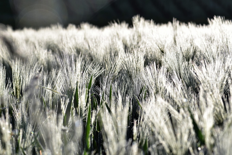 environment, sunlight, beauty in nature, rural scene, crop, grain, outdoors, growth, land, farm, wheat field, cereal plant, selective focus, arable, cornfield