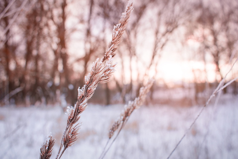 growth, nature, frost, leann, 4K, trees, landscape, environment, day, kolos, sunset, snow, winter, tree, focus on foreground, plant stem, sun, land, evening
