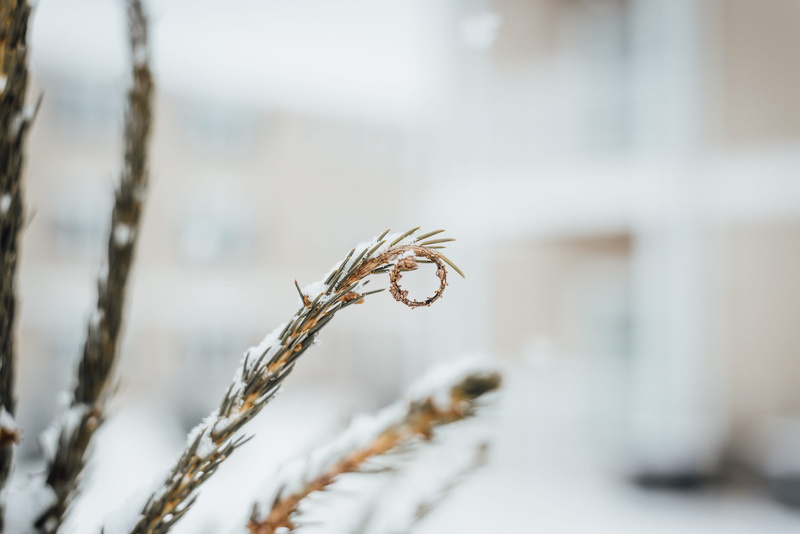 selective focus, winter, focus, tranquility, invertebrate, spruce, yellow, animal, close-up, spiral, no people, selective, pine, grass, snow, wheat, plant