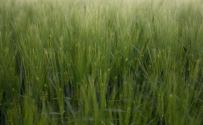 Agriculture, summer, backgrounds, nature, clouds, crop, green, growth, farm, grain fields, bloom, economy, sky, land, grain, wheat field, bauer, wheat
