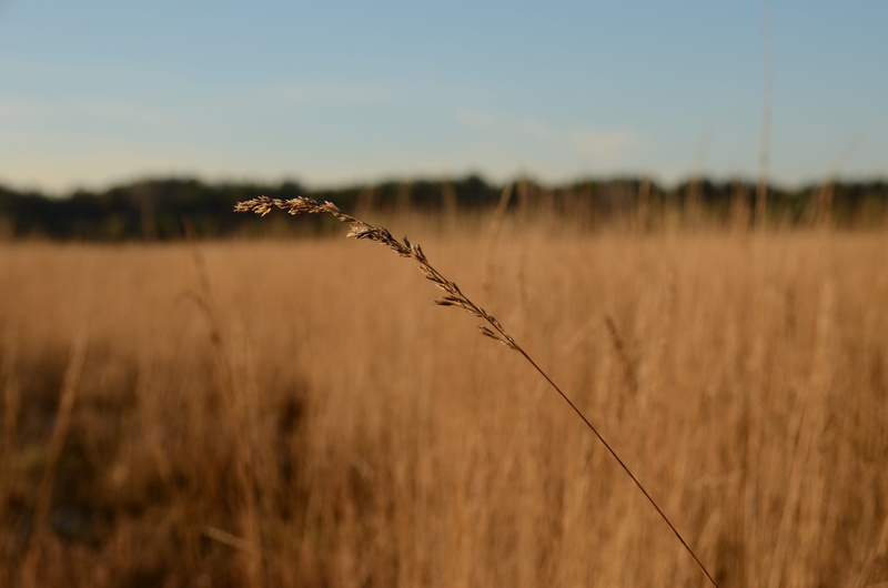 4K, cereal plant, Heide, field, Branch, day, outdoors, no people, growth, beauty in nature, Landscape, tranquil scene, Cold, plant, environment, tranquility