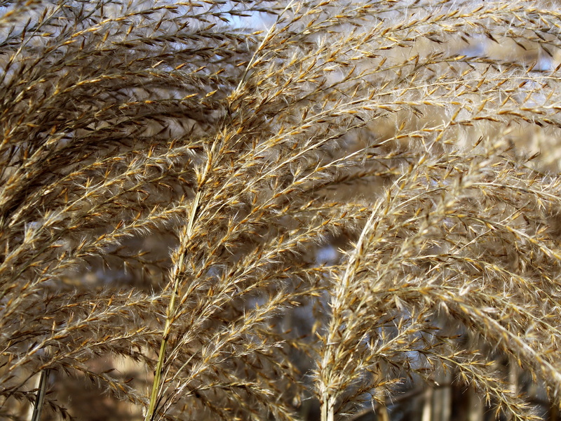 wheat, full frame, crop, Landscape, background, no people, rural scene, Winter, field, farm, close-up, pattern, agriculture, food, food and drink, outdoors