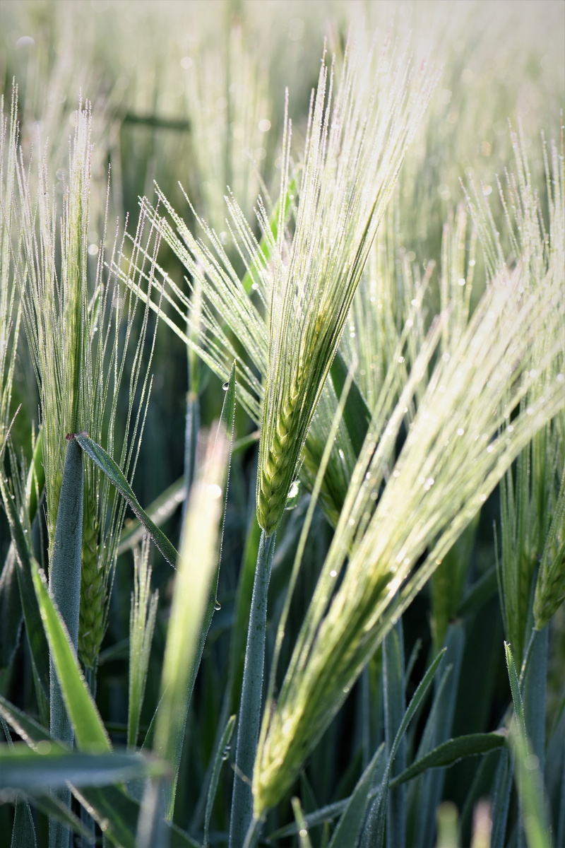 close, wheat, farm, Grass, day, Wheat, green, field, growth, land, agriculture, grass, plant, landscape, focus on foreground, cereal plant, green color
