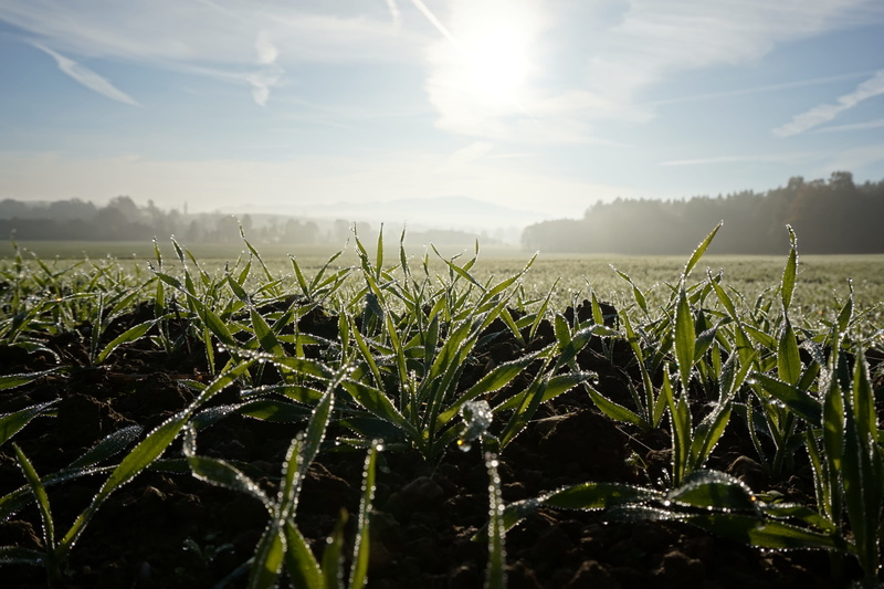crop, rural scene, sunlight, farm, land, beauty in nature, morning sun, sun, morgenstimmung, agriculture, tranquil scene, tranquility, outdoors, landscape