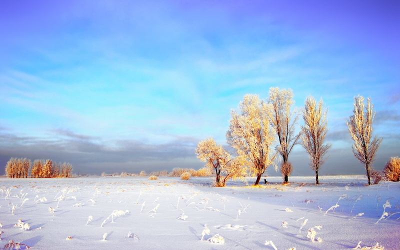 Winter, Thick, field, Snow, photo, covered, 2K, Wheat, Fields, daytime