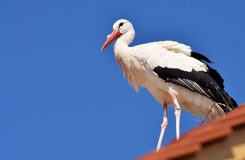 bill, white stork, monkey mountain salem, 4K, copy space, no people, animals in the wild, bird, stork, animal body part, nature, sky, rattle stork, vertebrate