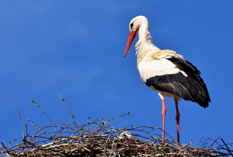 no people, black, day, bird, low angle view, 4K, animal world, profile view, white stork, animal themes, wing, one animal, clear sky, freshwater bird