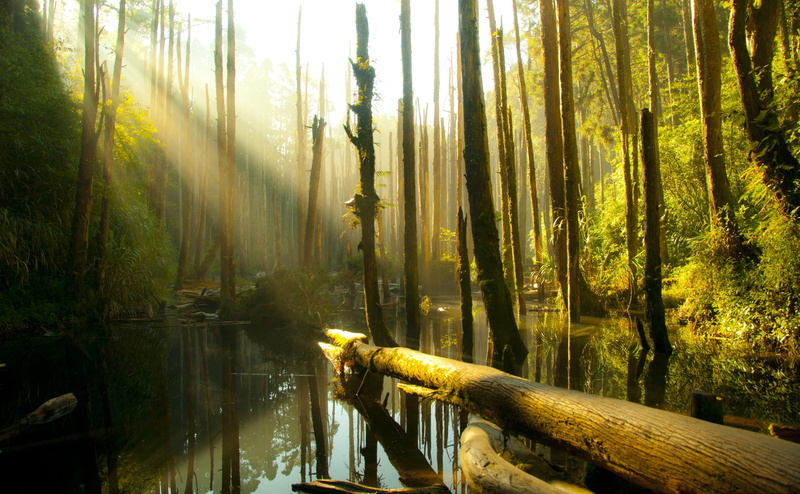 nature, non-urban scene, day, county, nantou, trunk, growth, sunlight, 4K, Water, Others, forest, bamboo - plant, land, beauty in nature, outdoors, Nantou County