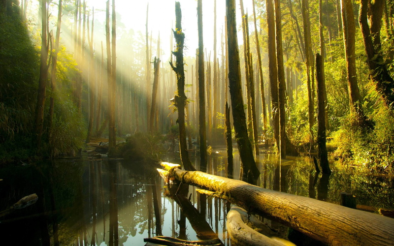 non-urban scene, tranquil scene, reflection, bamboo - plant, nantou, tree trunk, water, 2K, hd, no people, flowing water, tree, woodland, scenics - nature