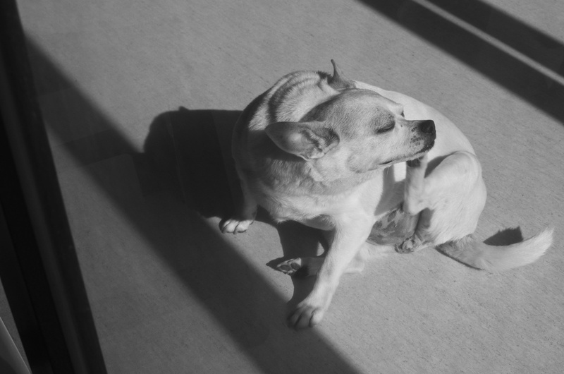 4K, day, high angle view, no people, lap dog, mouth open, domestic animals, chihuahua - dog, shadow, pets, nature, taiwan, canine, vertebrate, indoors