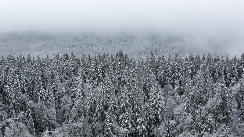 grain, forest, issaquah, covered, ice, coniferous tree, pine tree, vegetable, frost, united states, landscape, land, beauty in nature, trees, tree, scenics - nature