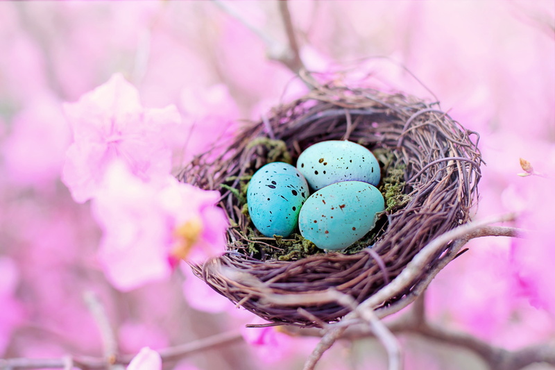 food, birds nest, springtime, outdoors, vulnerability, holiday - event, celebration, robin eggs, egg, beginnings, season, food and drink, no people, eggs