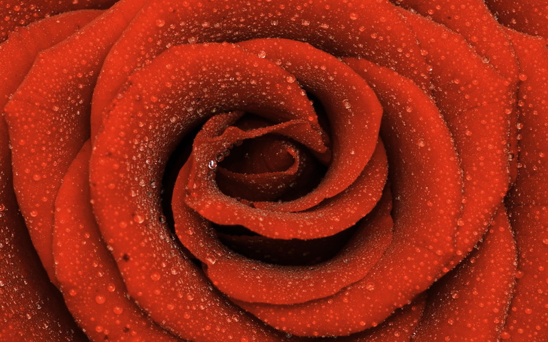 morning, good, 2K, photo, rose, nature, 3d and abstract, drops, beautiful, photography, annie