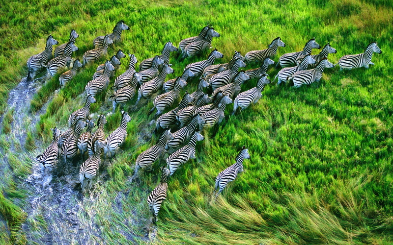 1080P, Grasslands, Zebra, Running