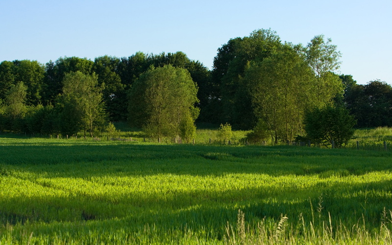 1080P, green, scenery, trees, grasslands