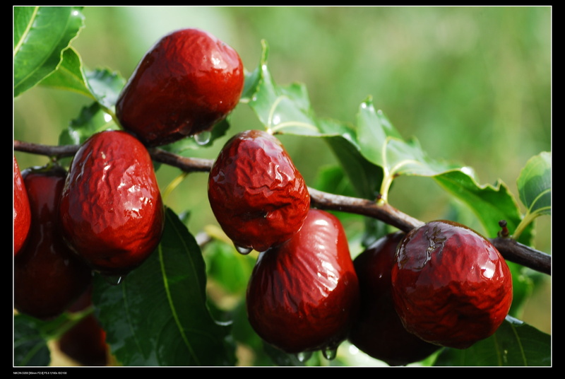 xinjiang jujube, jujube, no people, growth, plant part, food, berry fruit, freshness, agriculture, 4K, leaf, fruit, nature, red dates, food and drink