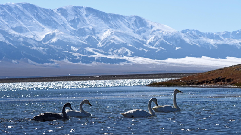 bortala, group of animals, lake, vertebrate, china, winter, swim, bole, mountain, non-urban scene, birds, snow, amazing, xinjiang, sea, water, 4K, no people