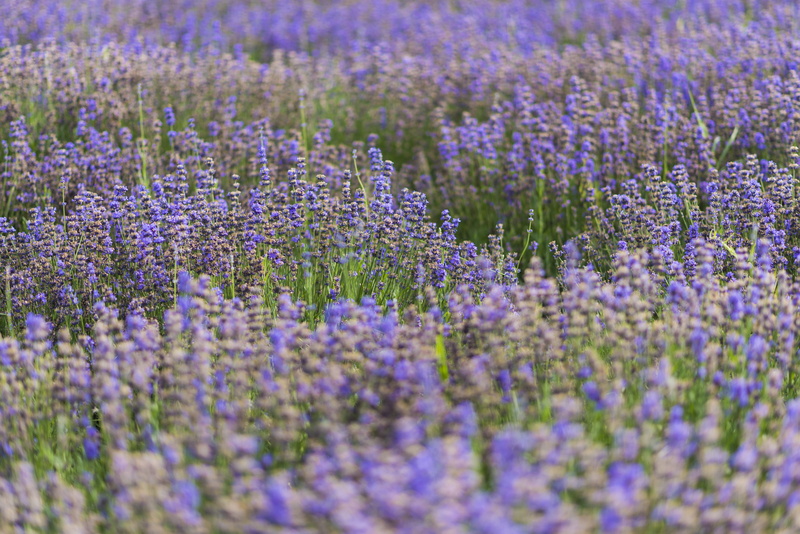 lavender, full frame, nature, no people, 5K, plant, vulnerability, purple, selective focus, abundance, xinjiang, backgrounds, herb, growth, flowerbed