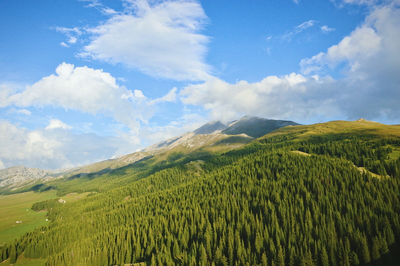 outdoors, mountain, growth, mountain range, environment, forest, cloud - sky, tranquility, trees, xinjiang, sky, plant, day, tranquil scene, land, field