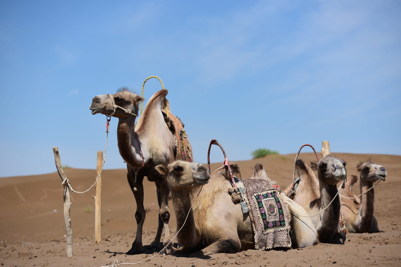 animal, landscape, in xinjiang, sky, camel, turpan, cow, group of animals, animal themes, land, mammal, day, vertebrate, no people, domestic, nature, pets