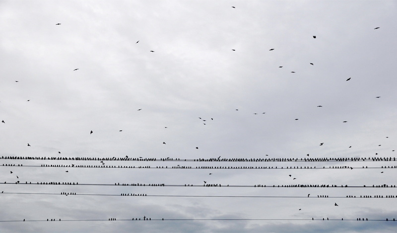 animals in the wild, bird, flying, no people, animal wildlife, animal themes, power lines, clouds, architecture, motion, bird flight, the sky, high voltage