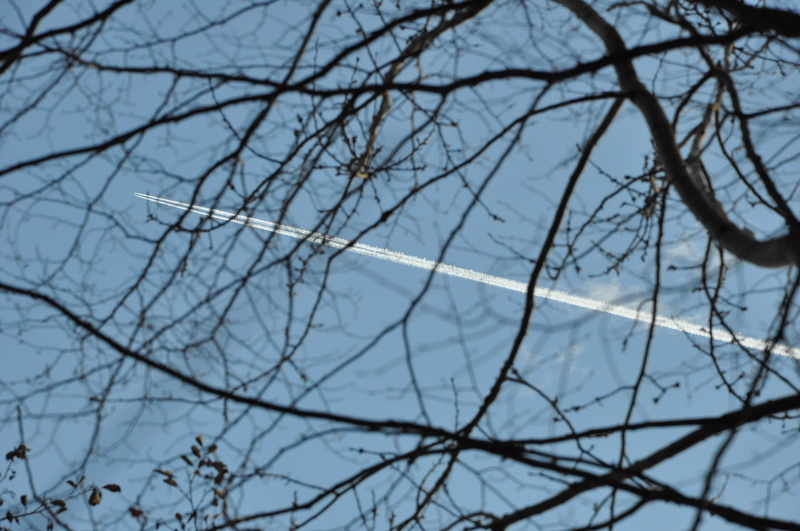 outdoors, branches, line, flight, bare tree, selective focus, tree, branch, waterfront, beauty in nature, day, tranquility, the plane, blue, sea, nature