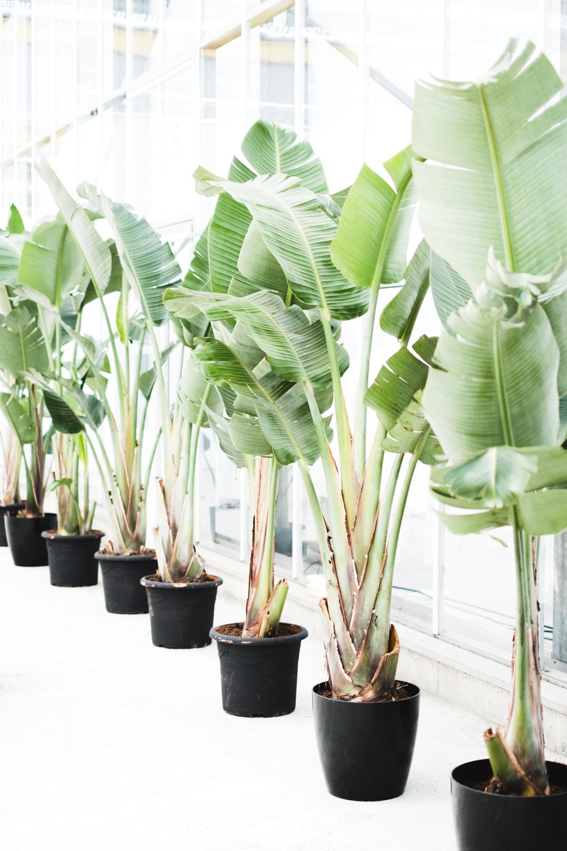 nature, growth, 4K, tropical, no people, vijfhuizen, focus on foreground, freshness, bontanic home, strelitzia, plant, plant part, leafs, day, bontanic