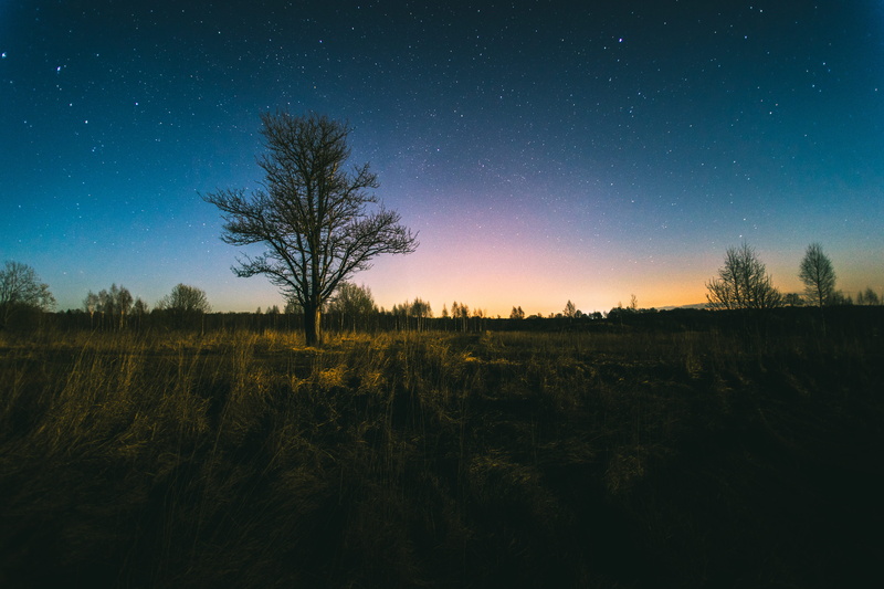 beauty in nature, astronomy, domodedovo, tree, night, tranquility, 5K, russia, outdoors, environment, field, plant, star - space, landscape, stars, space and astronomy