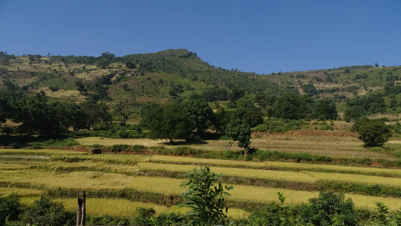 tranquility, rural scene, clear sky, day, valley, agriculture, farm, nature, landscape, scenics - nature, no people, tree, green color, beauty in nature