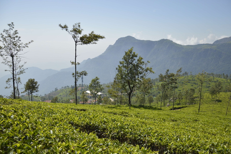 no people, hill, mountain range, greenlands, land, environment, tranquil scene, green color, sky view, plantation, nature, beauty in nature, hill station