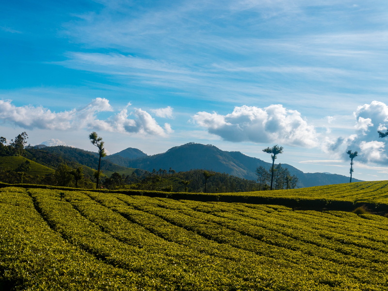 land, scenics - nature, tree, agriculture, landscape photo, cloud - sky, nature, field, india, plant, blues, tranquil scene, rural scene, travel photo